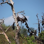 N.P. Pulau Tujuhbelas: Kalong (Pteropus Vampyrus) .0130