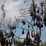 N.P. Pulau Tujuhbelas: Kalong (Pteropus Vampyrus) .0134