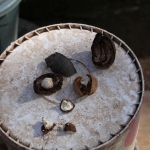Riung: Nootmuskaat (Myristica Fragrans) .0145