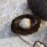 Riung: Nootmuskaat (Myristica Fragrans) .0147