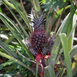 Riung: Ananas (Ananas Comosus) .0152