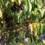 Riung: Koffie (Coffea Arabica) .0154