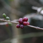 Bajawa: Koffie (Coffea Arabica) .0187