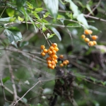 Bajawa .0189