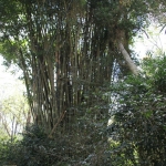 Bajawa: Bamboe (Bambusa Vulgaris) .0194