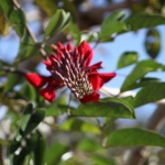 Bena .0237
