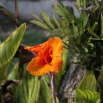 Bena .0239