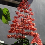 Bena .0242
