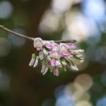 Flores .0252