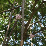 Flores .0253