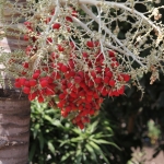 Flores .0270