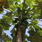 Flores: Papaja (Carica Papaya) .0336