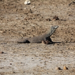 Loh Buaya: Komodovaraan (Varanus Komodoensis) .0352