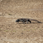Loh Buaya: Komodovaraan (Varanus Komodoensis) .0362