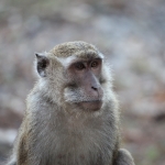 Loh Buaya: Java-aap (Macaca Fascicularis) .0368