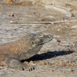 Loh Buaya: Komodovaraan (Varanus Komodoensis) .0365