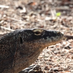 Loh Buaya: Komodovaraan (Varanus Komodoensis) .0379
