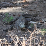 Loh Buaya: Komodovaraan (Varanus Komodoensis) .0391