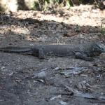 Loh Buaya: Komodovaraan (Varanus Komodoensis) .0394
