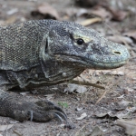 Loh Buaya: Komodovaraan (Varanus Komodoensis) .0396