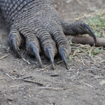 Loh Buaya: Komodovaraan (Varanus Komodoensis) .0399