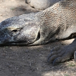 Loh Buaya: Komodovaraan (Varanus Komodoensis) .0406