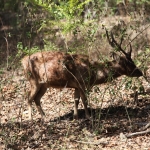 Loh Buaya: Timorhert (Rusa Timorensis) .0409