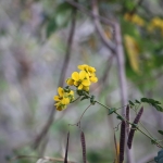 Sumbawa .0456