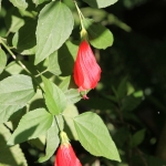 Tetebatu .0498