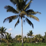 Tetebatu .0532