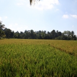 Tetebatu .0540