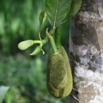 Tetebatu: Jackfruit (Artocarpus Heterophyllus) .0549