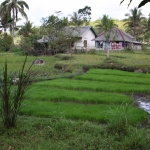 Tetebatu .0551