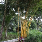 Tetebatu: Bamboe (Bambusa Vulgaris var. Striata) .0552