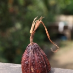 Tetebatu: Cacao (Theobroma Cacao) .0560