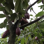 Tetebatu: Cacao (Theobroma Cacao) .0561