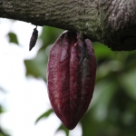 Tetebatu: Cacao (Theobroma Cacao) .0563