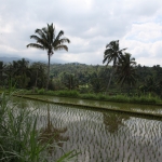 Tetebatu .0577