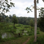 Tetebatu .0579
