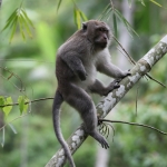 Tetebatu: Java-aap (Macaca Fascicularis) .0586