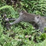 Tetebatu: Java-aap (Macaca Fascicularis) .0604