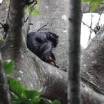 Tetebatu: Javaanse Langoer (Trachypithecus Auratus) .0612