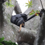 Tetebatu: Javaanse Langoer (Trachypithecus Auratus) .0613
