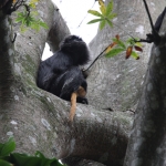 Tetebatu: Javaanse Langoer (Trachypithecus Auratus) .0615