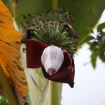 Tetebatu: Banaan (Musa) .0623
