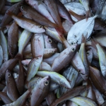 Tanjung Luar .0638
