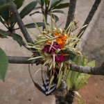 Ubud .0791