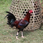 Ubud .0792