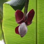 Ubud: Banaan (Musa) .0804