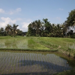 Ubud .0802